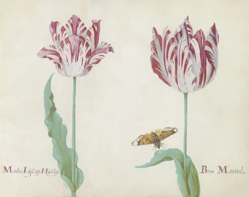Twee tulpen met vlinder Marbre Laspe offt Hoijdelifes Bont Manttel av Jacob Marrel