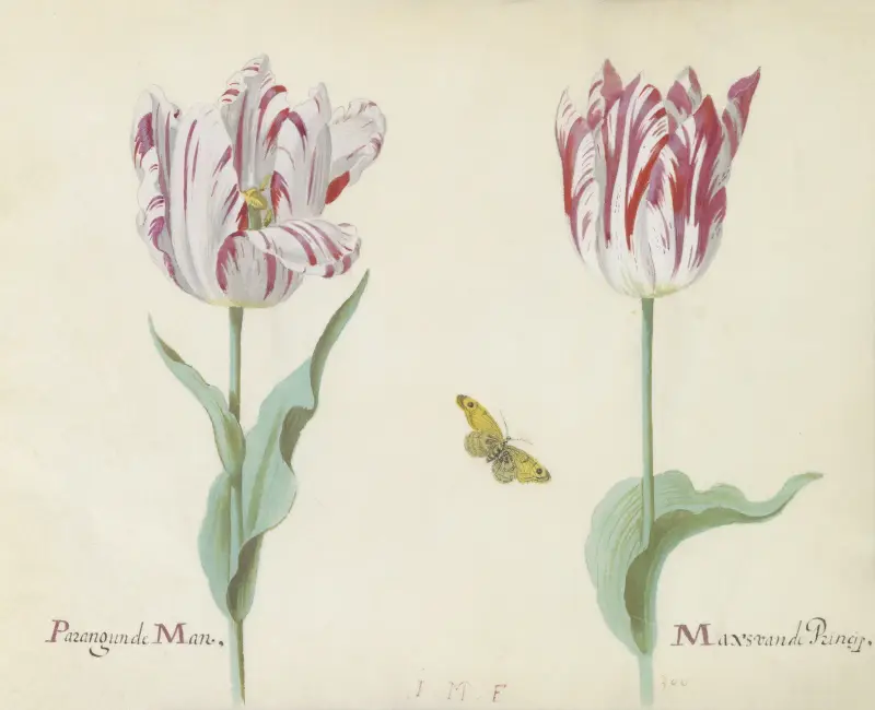 Twee tulpen met vlinder Parangunde Man Max van de Princip av Jacob Marrel