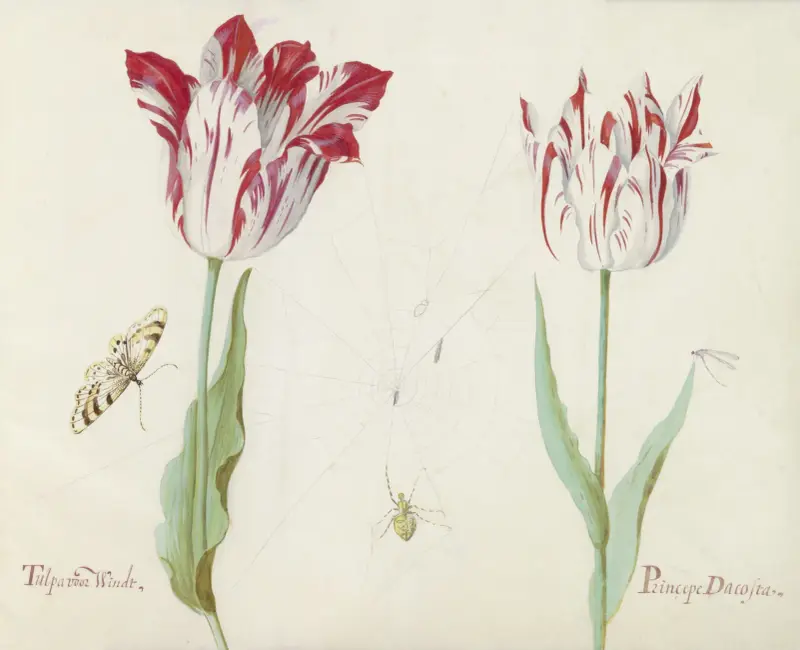 Twee tulpen met vlinder, vlieg en spinnenweb Tulpa voor Windt Princepe Dacosta av Jacob Marrel