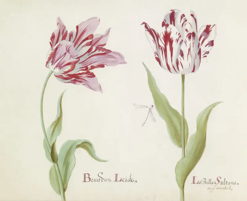 Twee tulpen met waterjuffer Bruit van Leide La Bella Sultana av Jacob Marrel