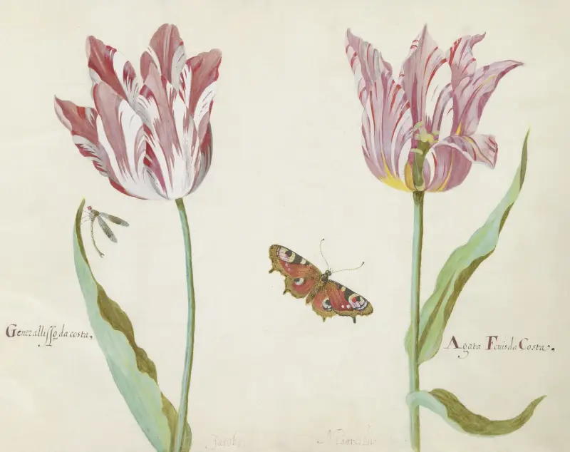 Twee tulpen met waterjuffer en dagpauwoog Generallisso da costa Agata Fenis da Costa av Jacob Marrel