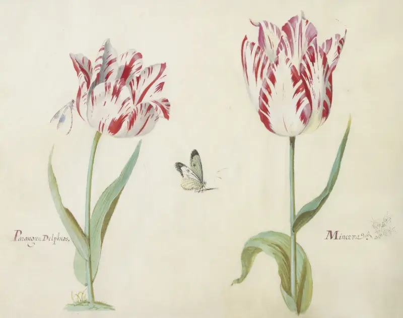 Twee tulpen met waterjuffer en vlinder Parangun Delphios Minerva av Jacob Marrel