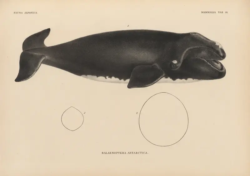 Balaenoptera Antarctica, 1833 – Nr. 2 von Coenraad Jacob Temminck