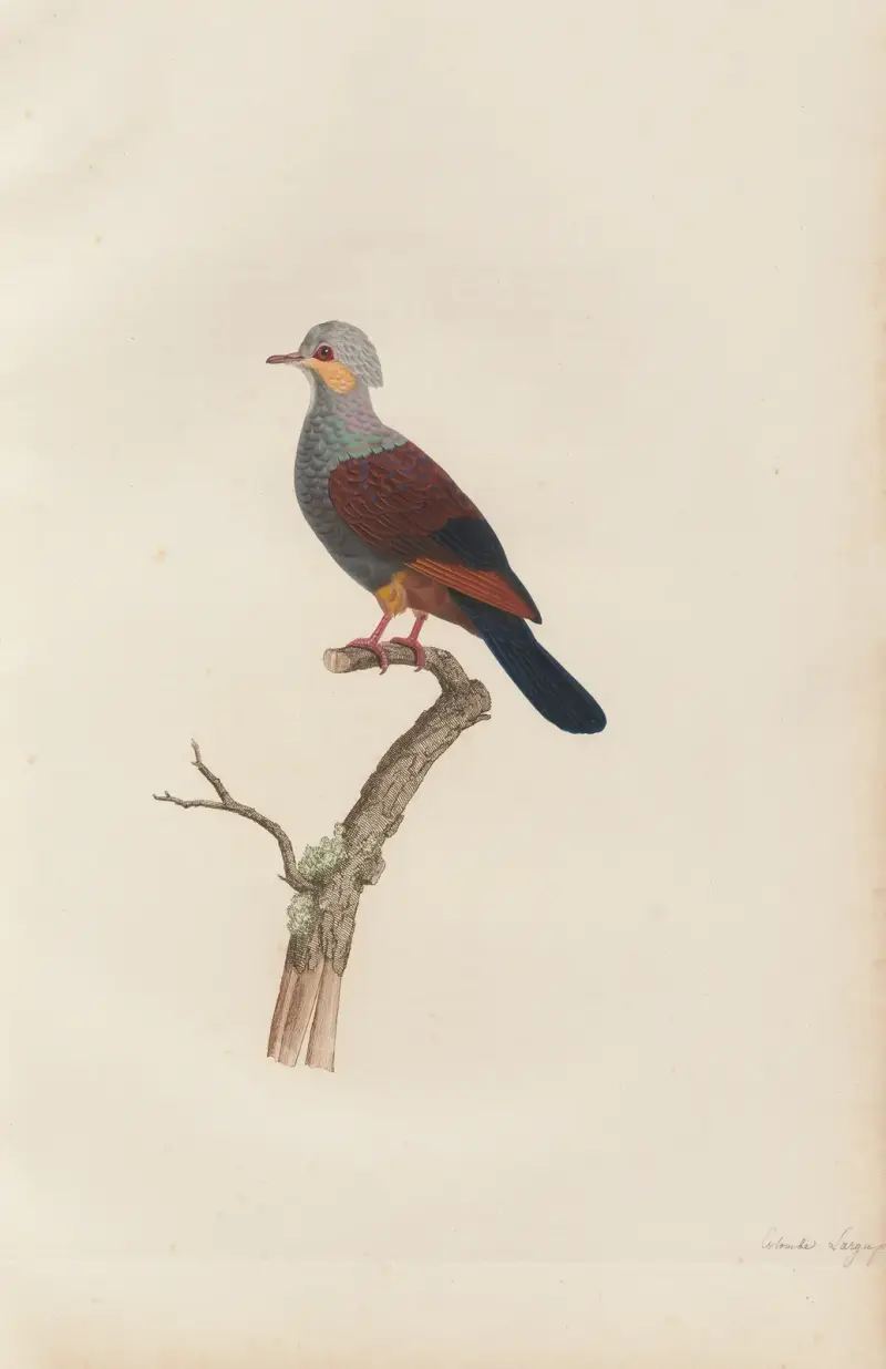 Colombe Largup, Coenraad Jacob Temminck