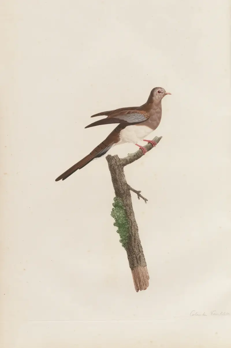Colombe Tourtelette, Femelle av Coenraad Jacob Temminck