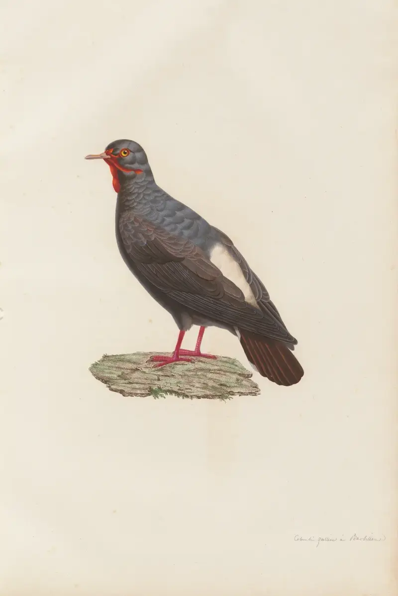 Colombi-Galline a Barbillon, Coenraad Jacob Temminck