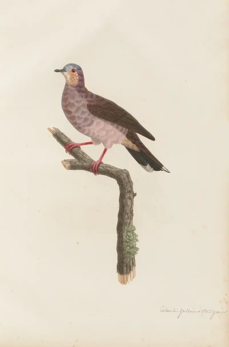 Colombi-Galline a Front Gris av Coenraad Jacob Temminck