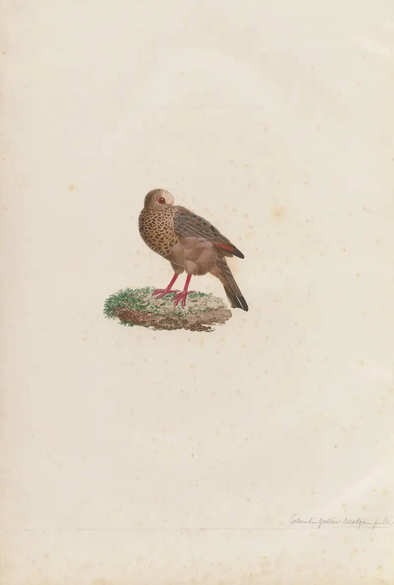 Colombi-Galline Cocotzin, Femelle av Coenraad Jacob Temminck