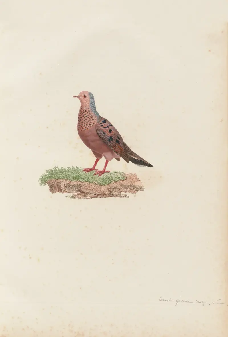 Colombi-Galline Cocotzin, Mâle av Coenraad Jacob Temminck