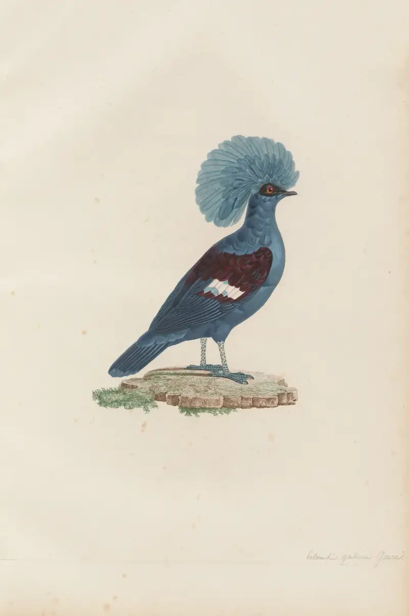 Colombi-Galline Goura, Mâle av Coenraad Jacob Temminck