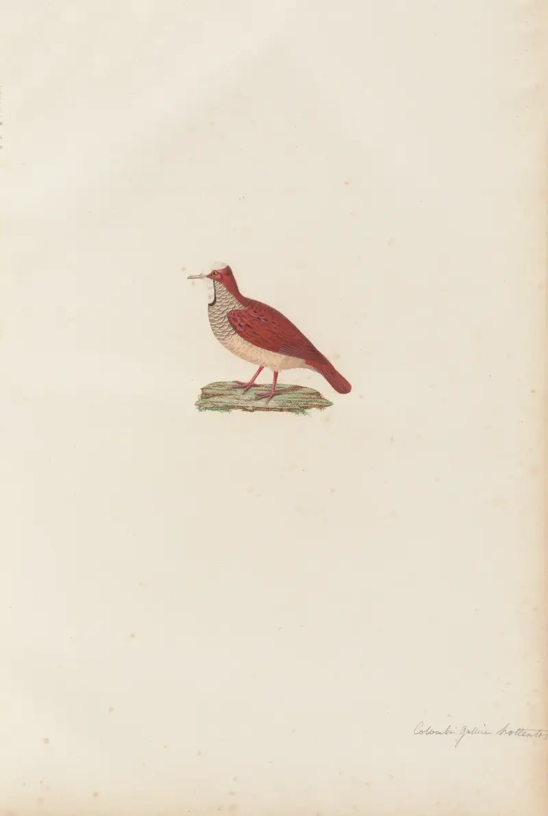 Colombi-Galline Hottentot av Coenraad Jacob Temminck
