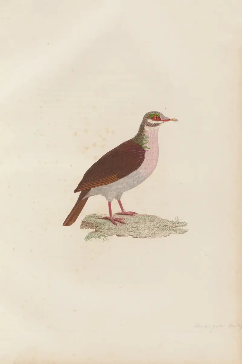Colombi-Galline Montagnard av Coenraad Jacob Temminck