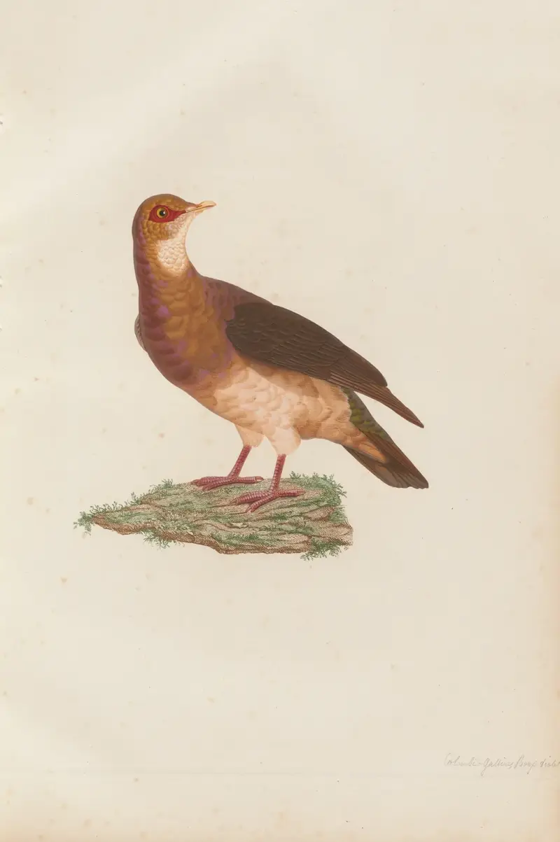 Colombi-galline roux-violet, hona av Coenraad Jacob Temminck