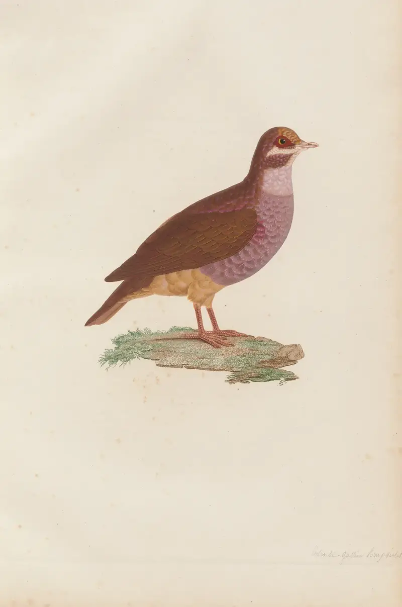 Colombi-Galline Roux-Violet, Mâle av Coenraad Jacob Temminck