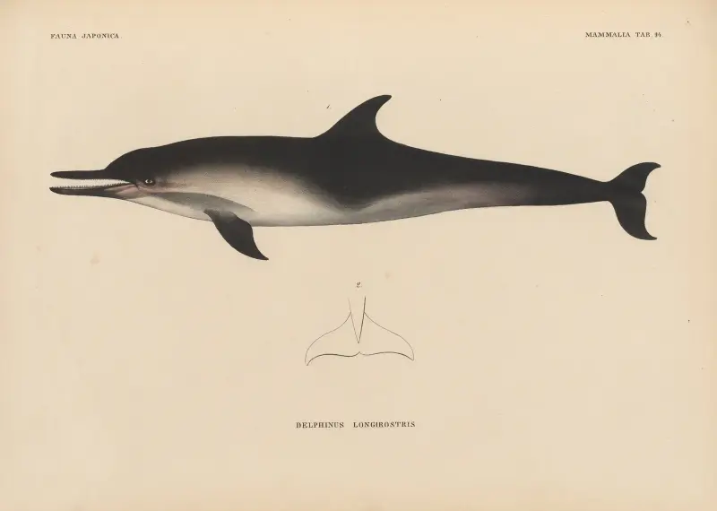 Delphinus Longirostris von Coenraad Jacob Temminck