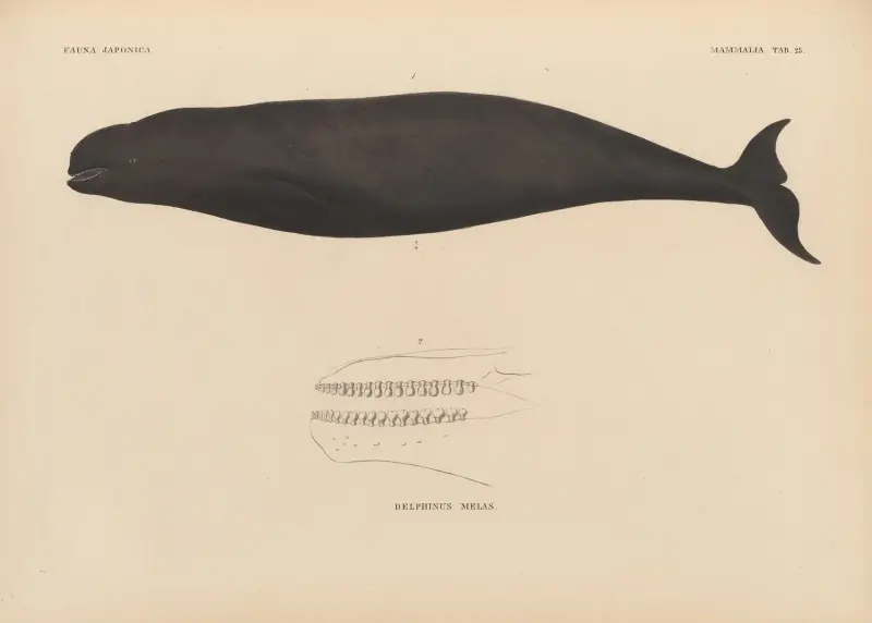 Delphinus Melas, 1833 – Nr. 2 von Coenraad Jacob Temminck