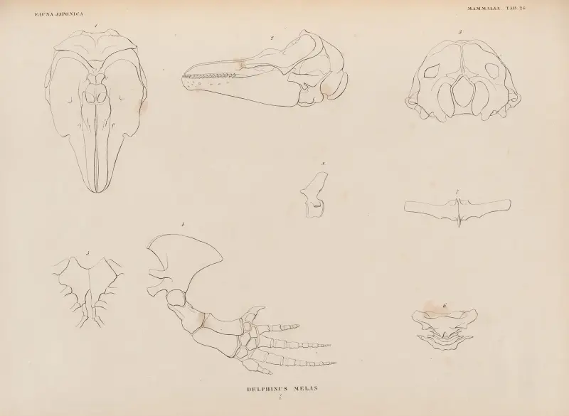 Delphinus Melas, 1833 – Nr. 1, Coenraad Jacob Temminck