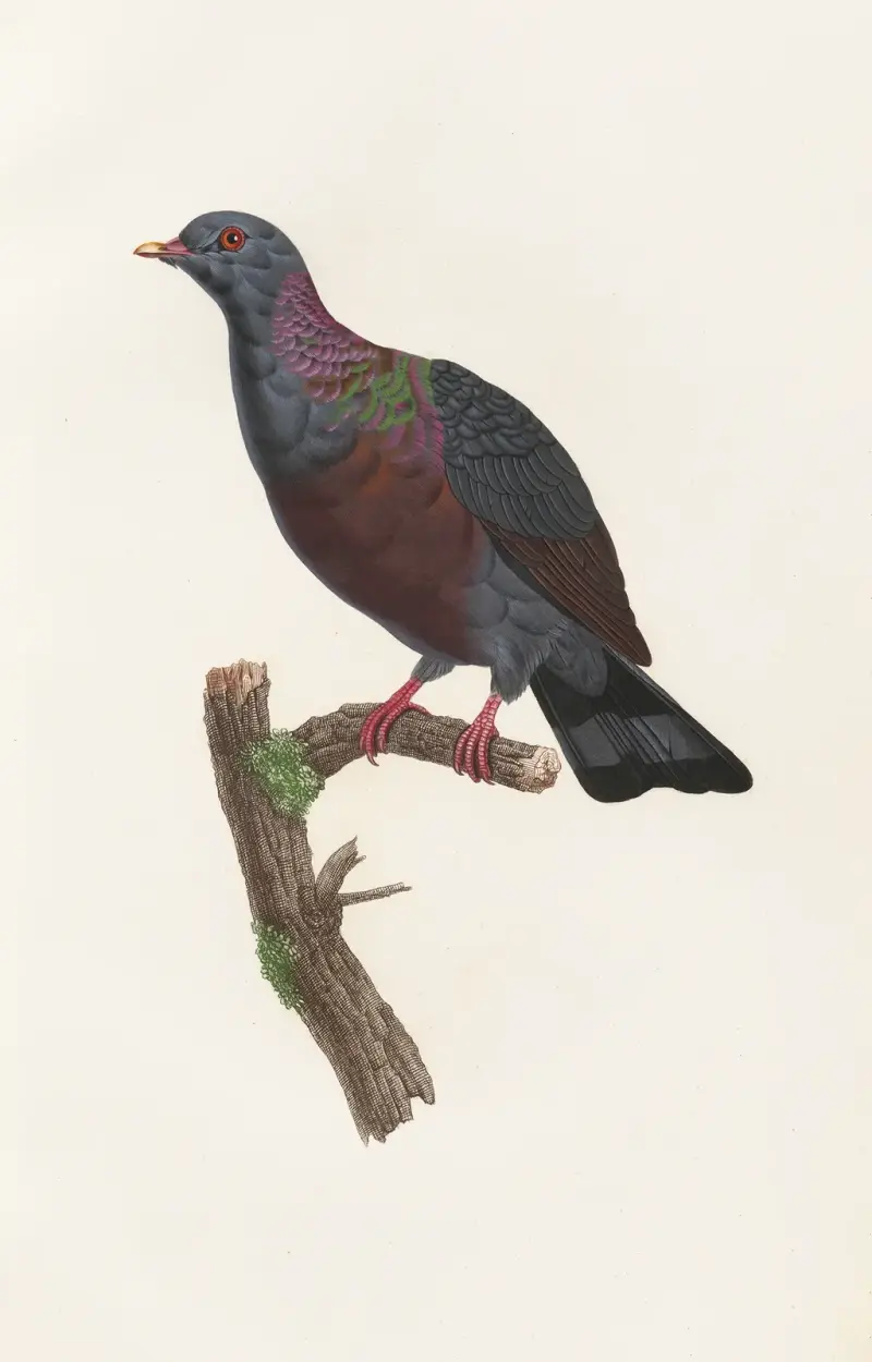 Holubi Pl.21, Coenraad Jacob Temminck