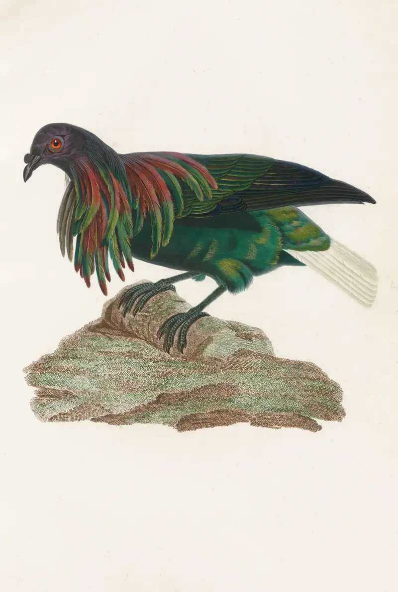 Les pigeons Pl.73, Coenraad Jacob Temminck