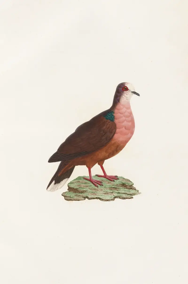Gołębie, Coenraad Jacob Temminck