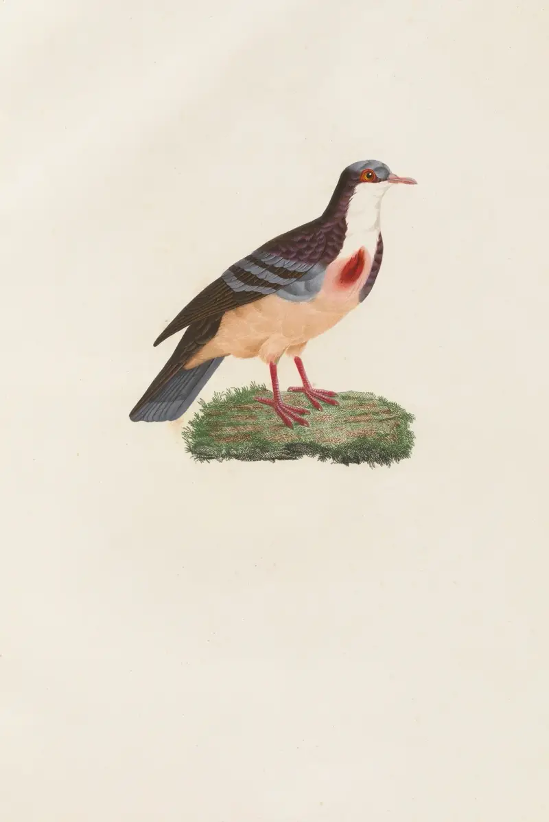 Holubi Pl.79, Coenraad Jacob Temminck
