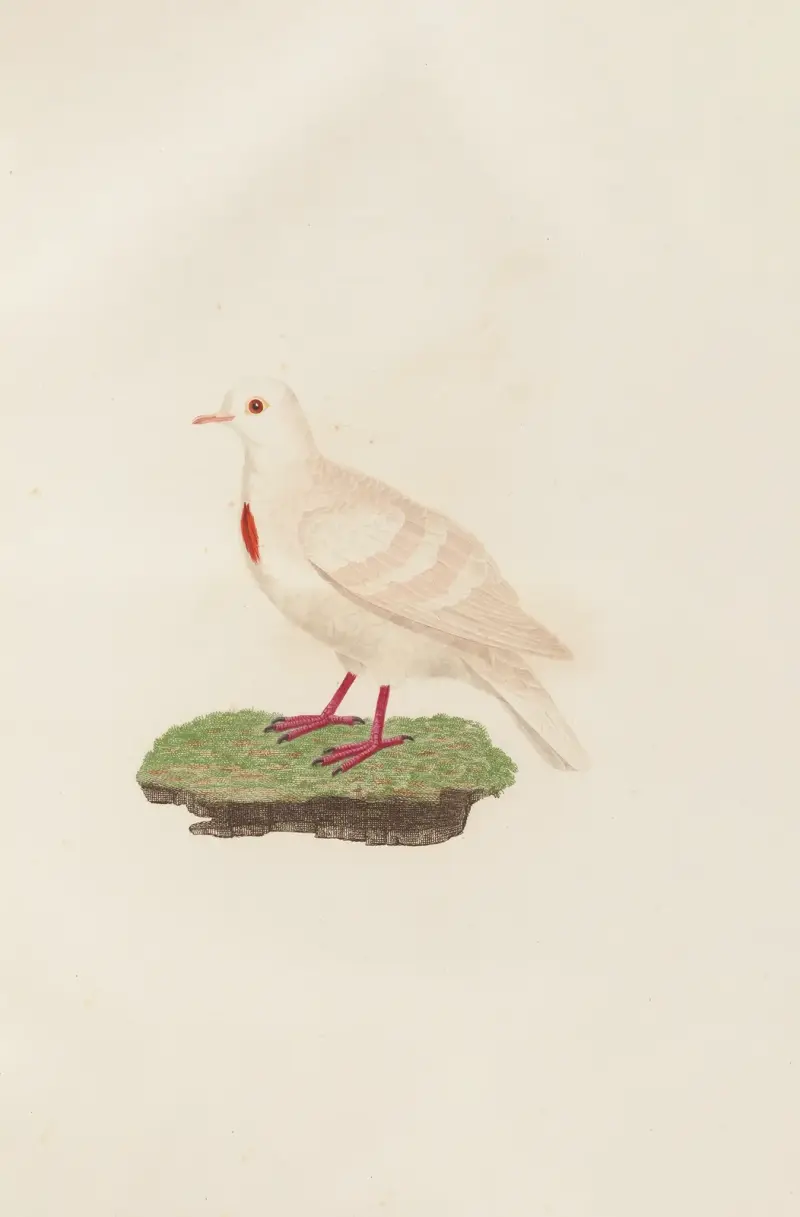 Die Tauben Pl.80 von Coenraad Jacob Temminck