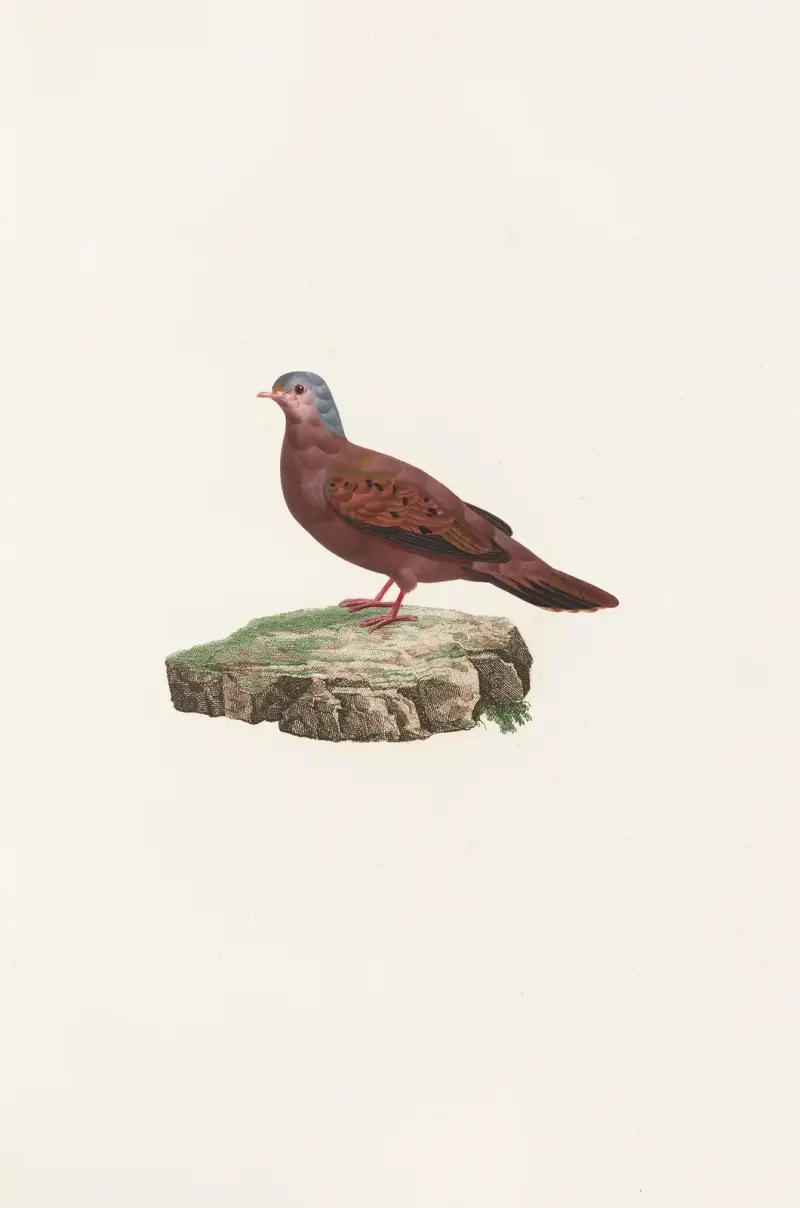 Holubi, Coenraad Jacob Temminck