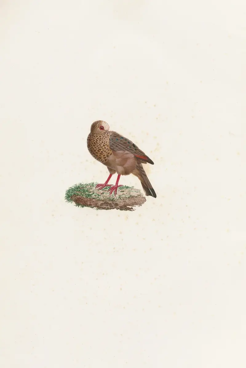 Les pigeons Pl. 84, Coenraad Jacob Temminck