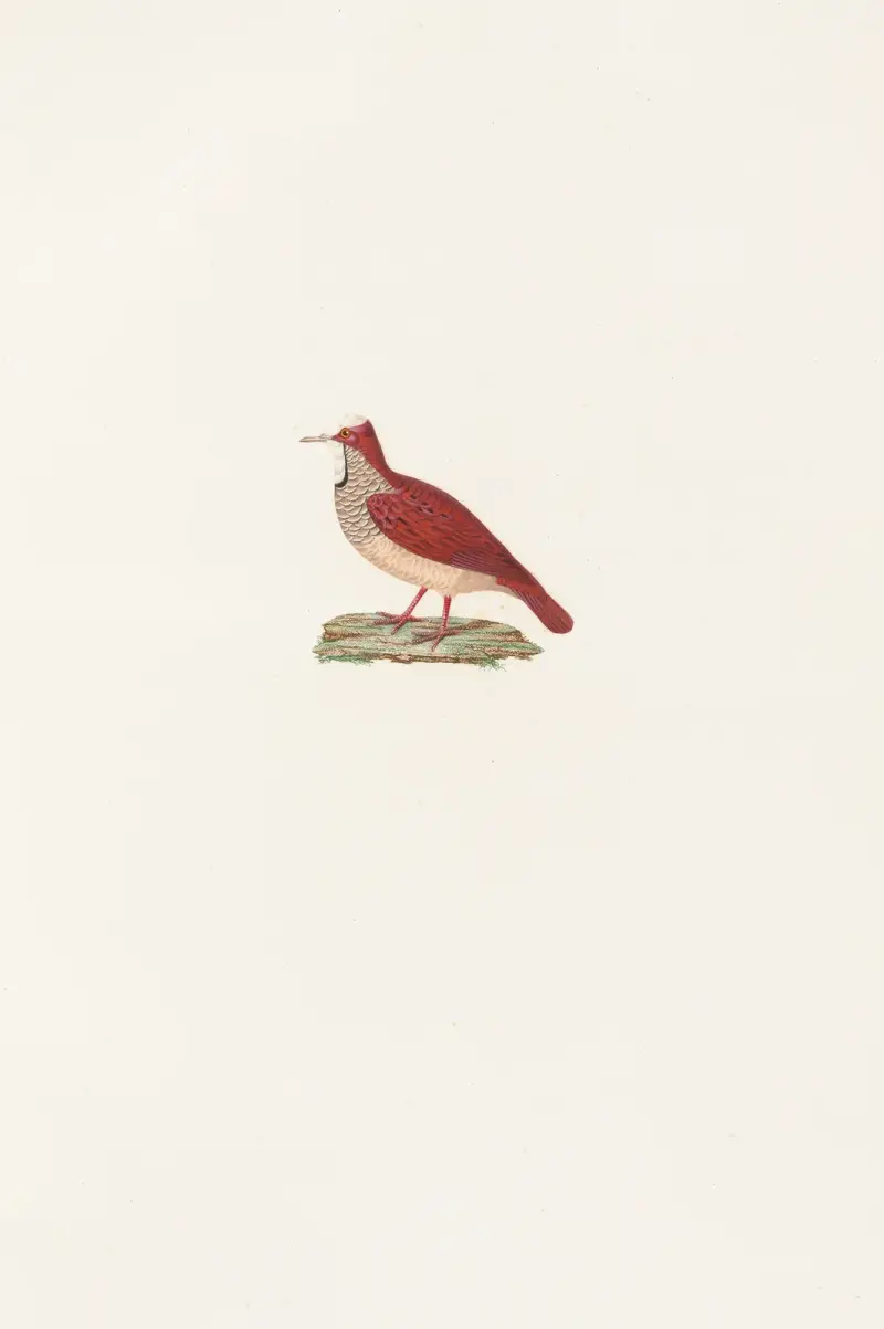 Tauben, Taf. 86 von Coenraad Jacob Temminck