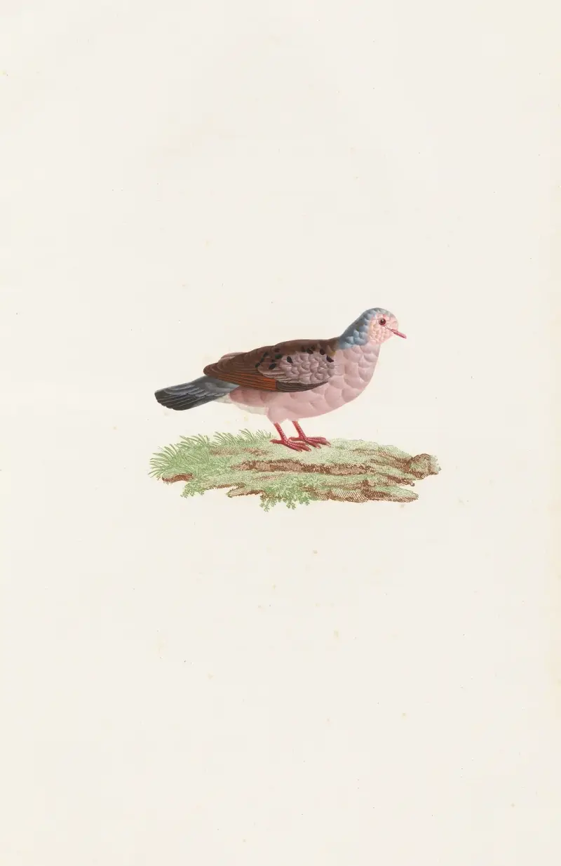 Tauben, Tafel 87 von Coenraad Jacob Temminck