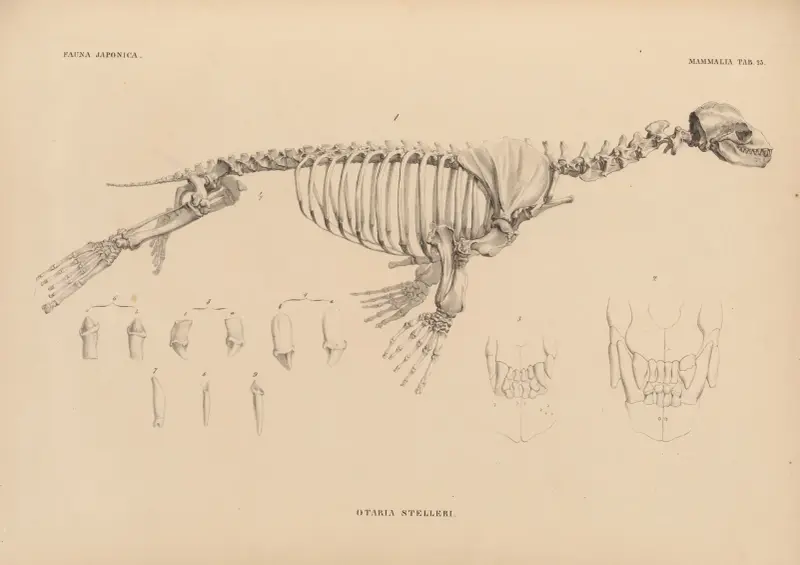 Otaria Stelleri, 1833 – nr 2 av Coenraad Jacob Temminck