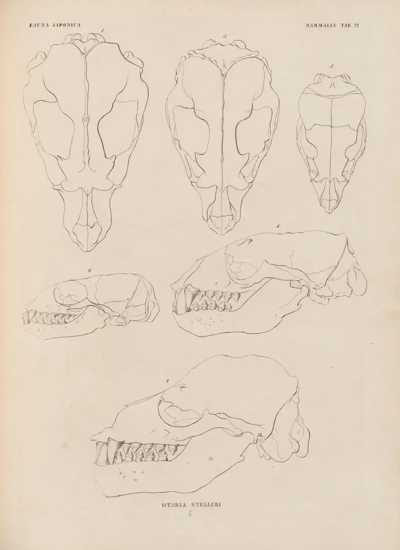 Otaria Stelleri, 1833 – Nr. 1 von Coenraad Jacob Temminck