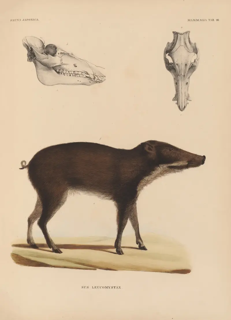 Sus Leucomystax, Coenraad Jacob Temminck