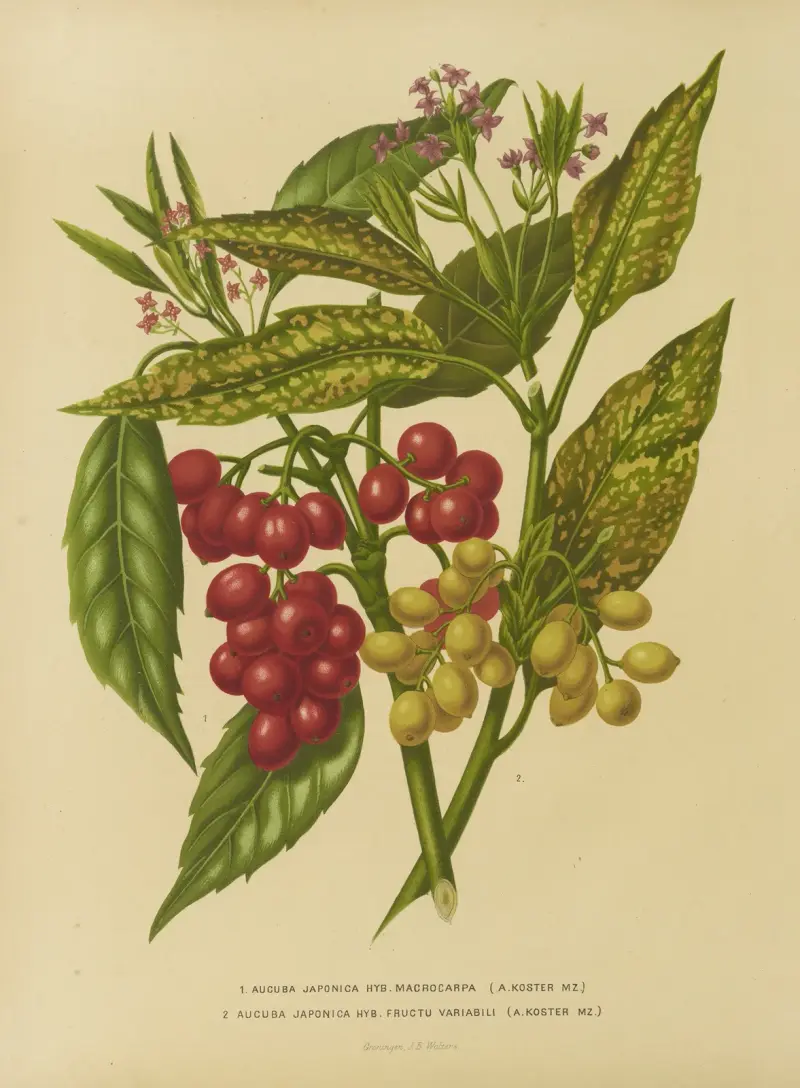 1. Aucuba Japonica Hyb. Macrocarpa 2. Aucuba Japonica Hyb. Fructu Variabili av Abraham Jacobus Wendel