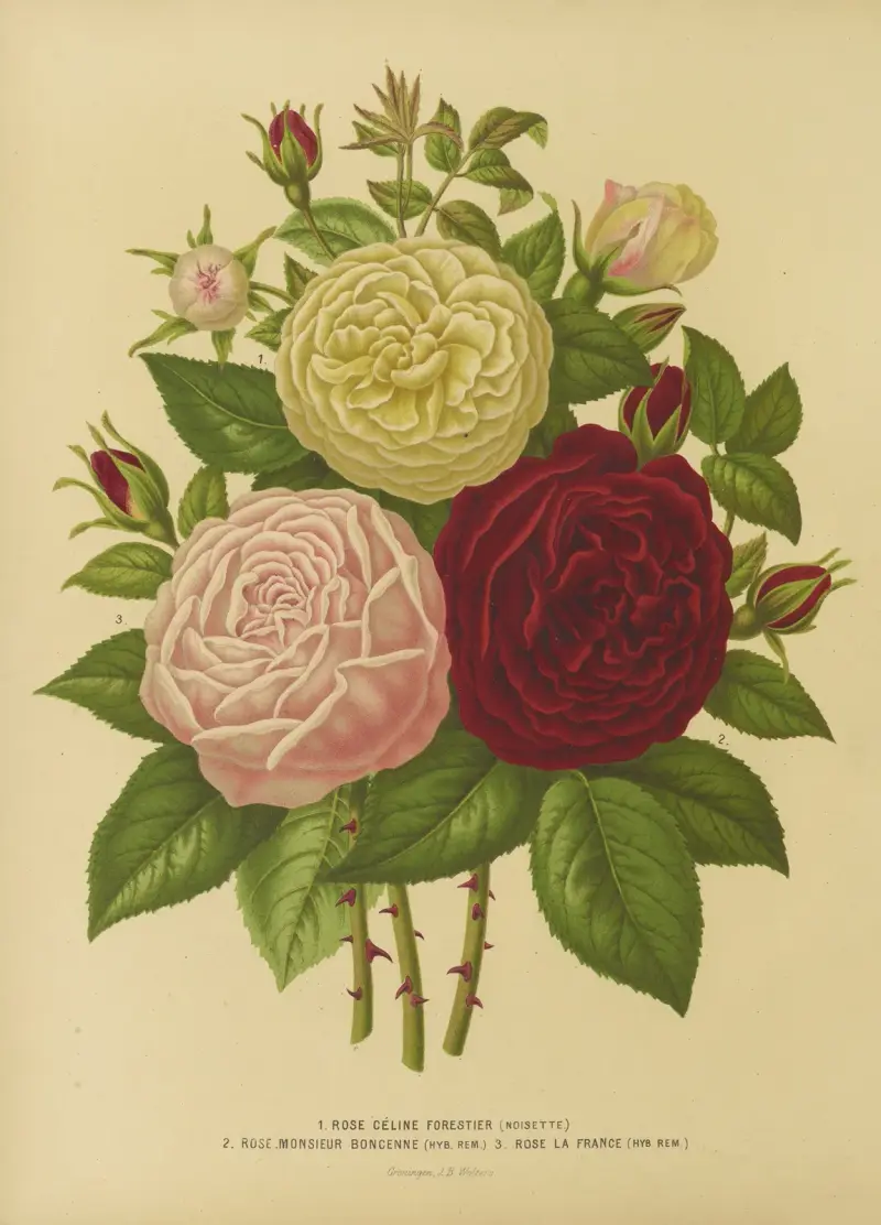 1. Rose Celine Forestier 2. Rose Monsieur Boncenne 3. Rose La France av Abraham Jacobus Wendel