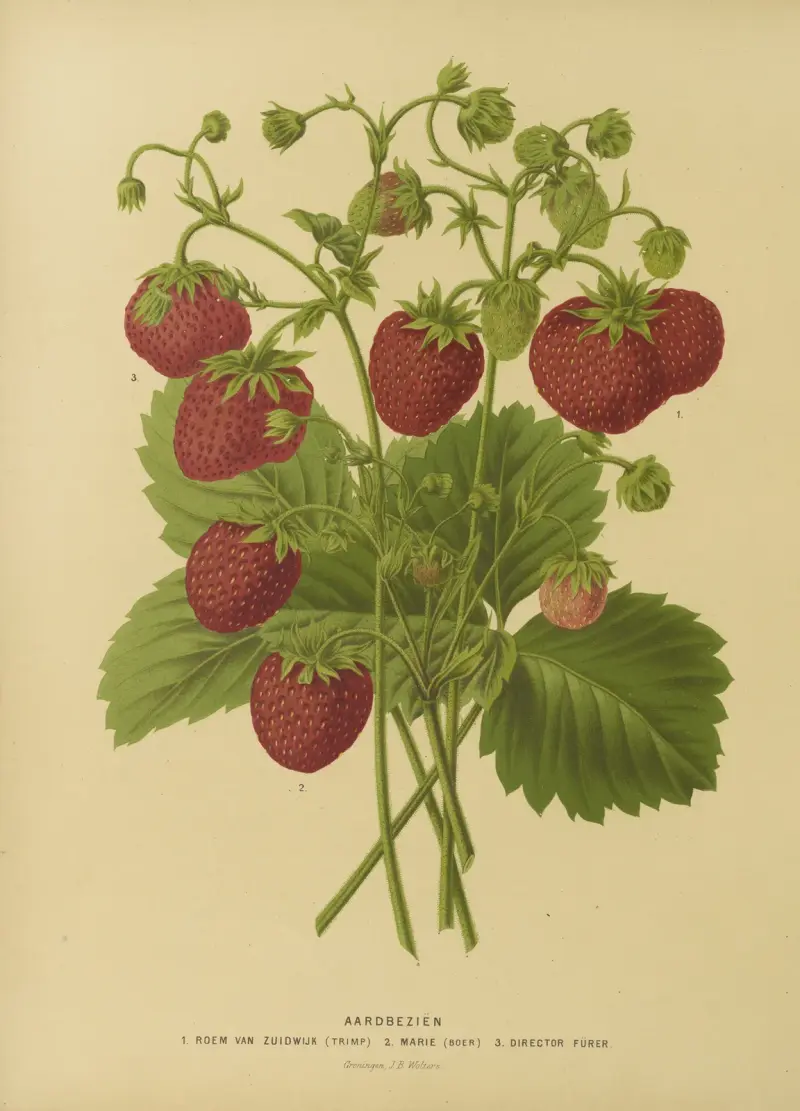 Erdbeeren 1. Roem Van Zuidwijk 2. Marie (Boer) 3. Director Furer von Abraham Jacobus Wendel