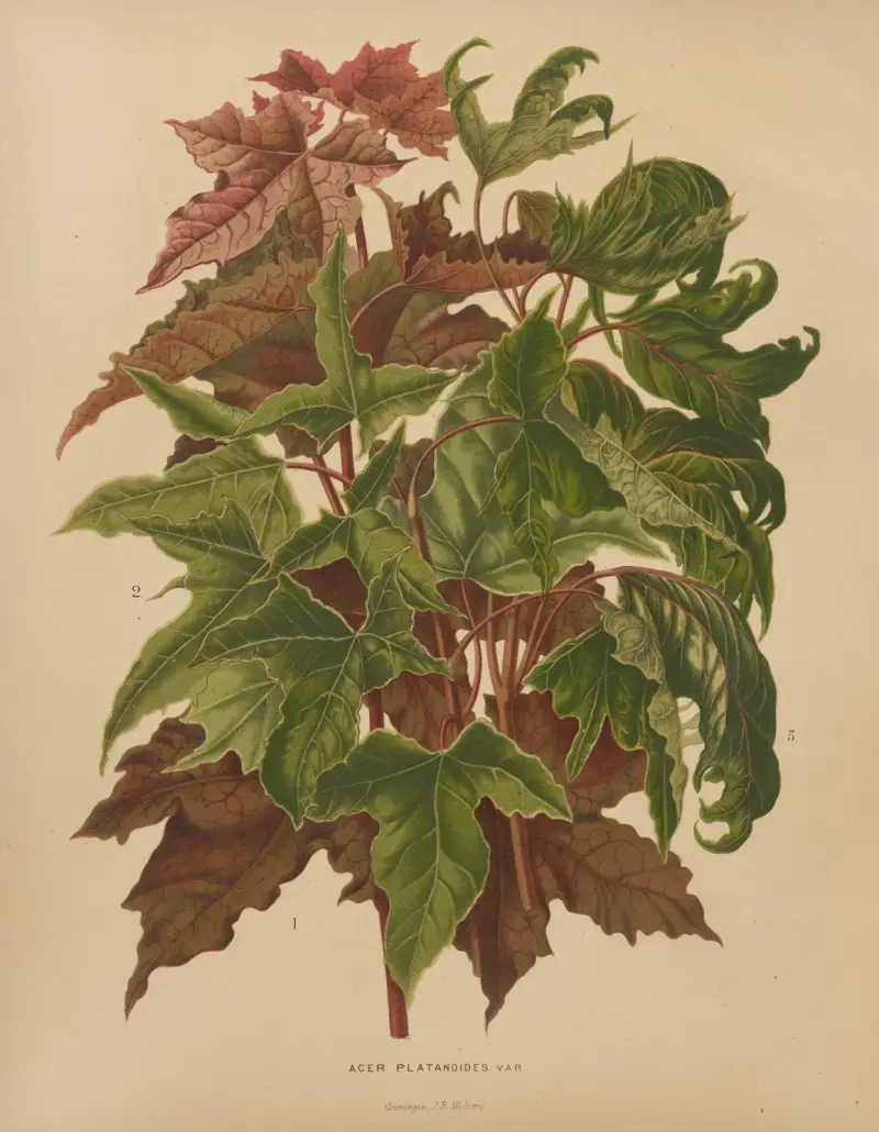 Acer Platanoides Var. von Abraham Jacobus Wendel