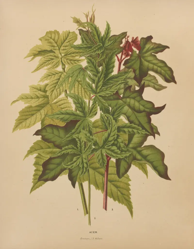 Acer von Abraham Jacobus Wendel