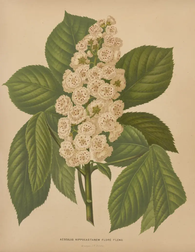 Aesculus Hippocastanem Flore Pleno av Abraham Jacobus Wendel