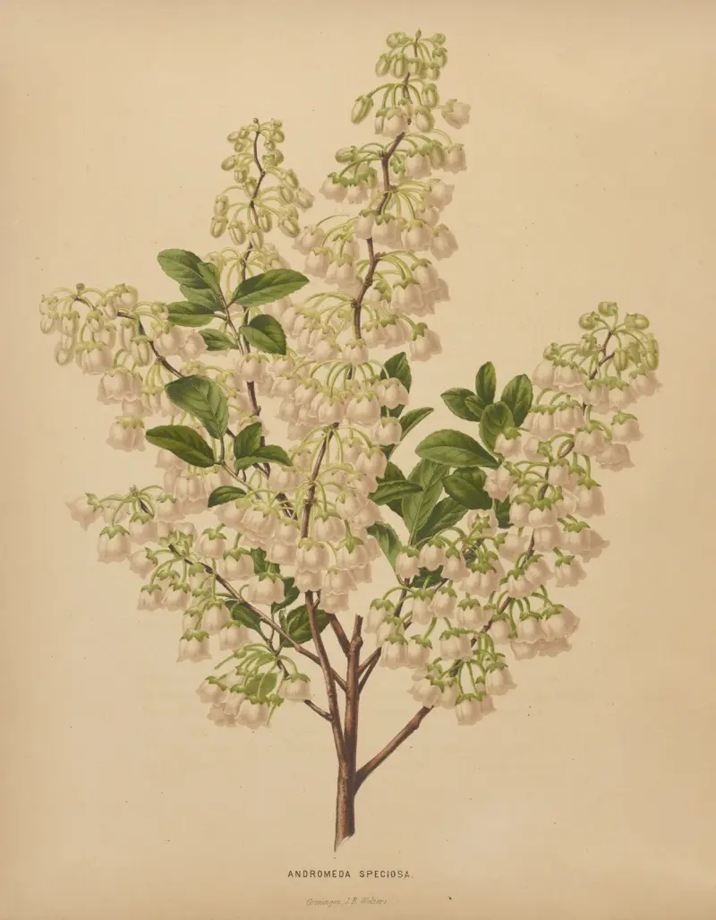 Andromeda Speciosa von Abraham Jacobus Wendel