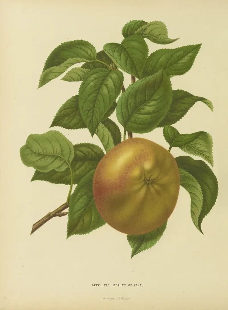 Appel Var. Beauty Of Kent av Abraham Jacobus Wendel