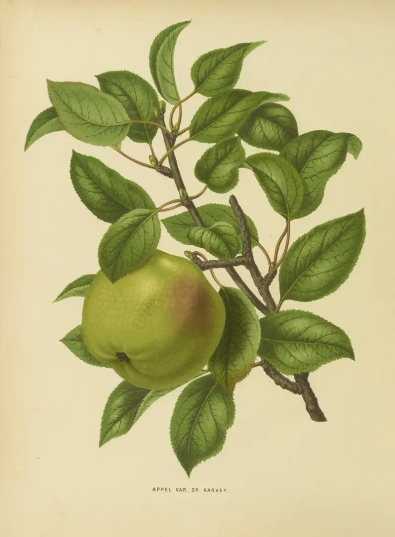 Appel Var. Dr Harvey av Abraham Jacobus Wendel