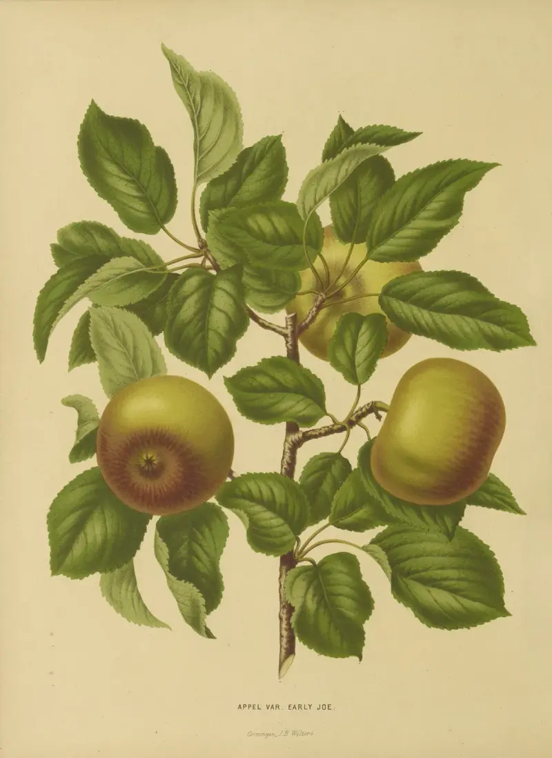 Appel Var. Early Joe av Abraham Jacobus Wendel