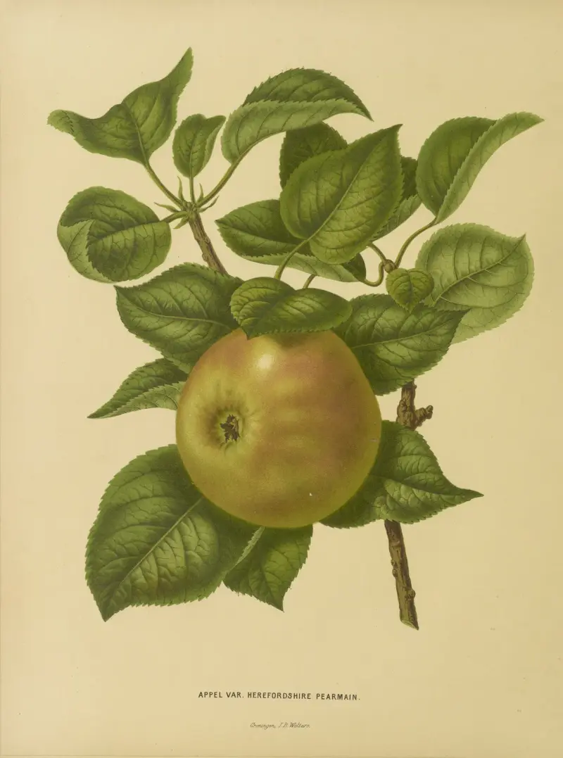 Appel Var. Herefordshire Pearmain av Abraham Jacobus Wendel