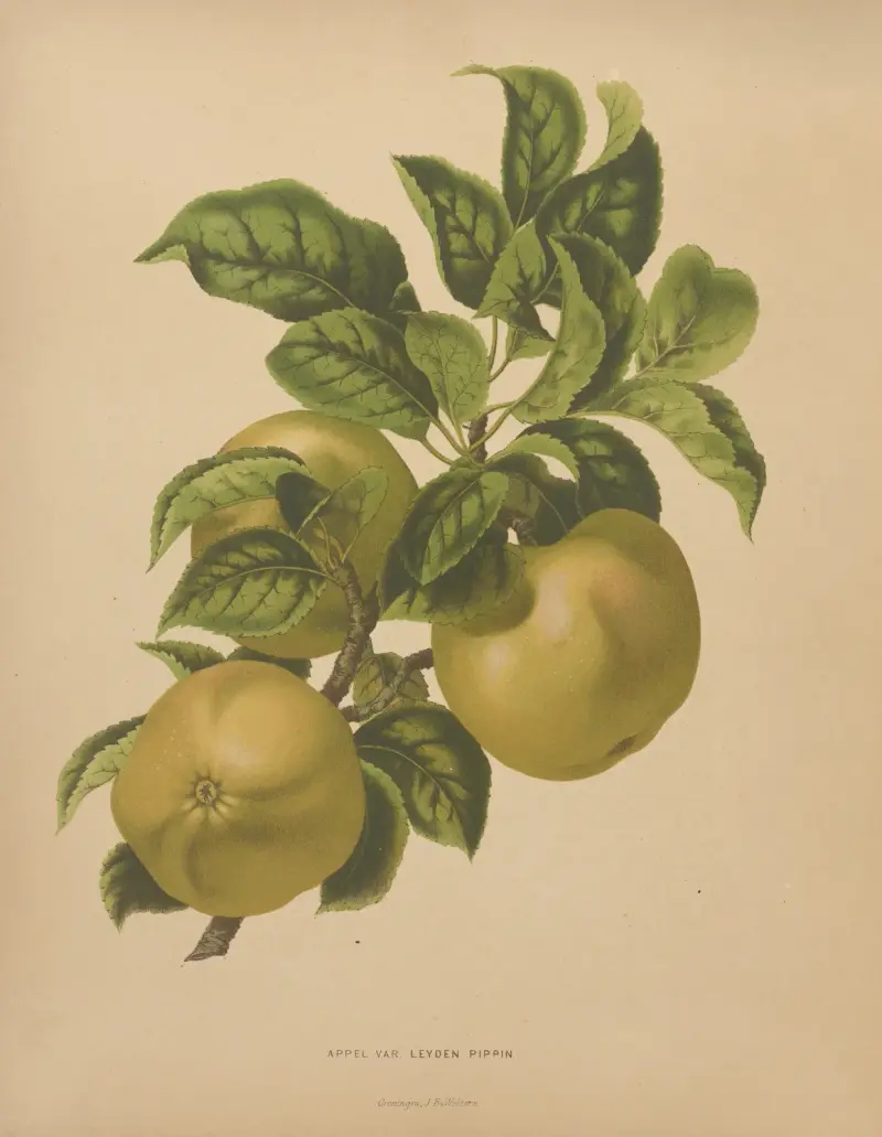 Appel Var. Leyden Pippin av Abraham Jacobus Wendel
