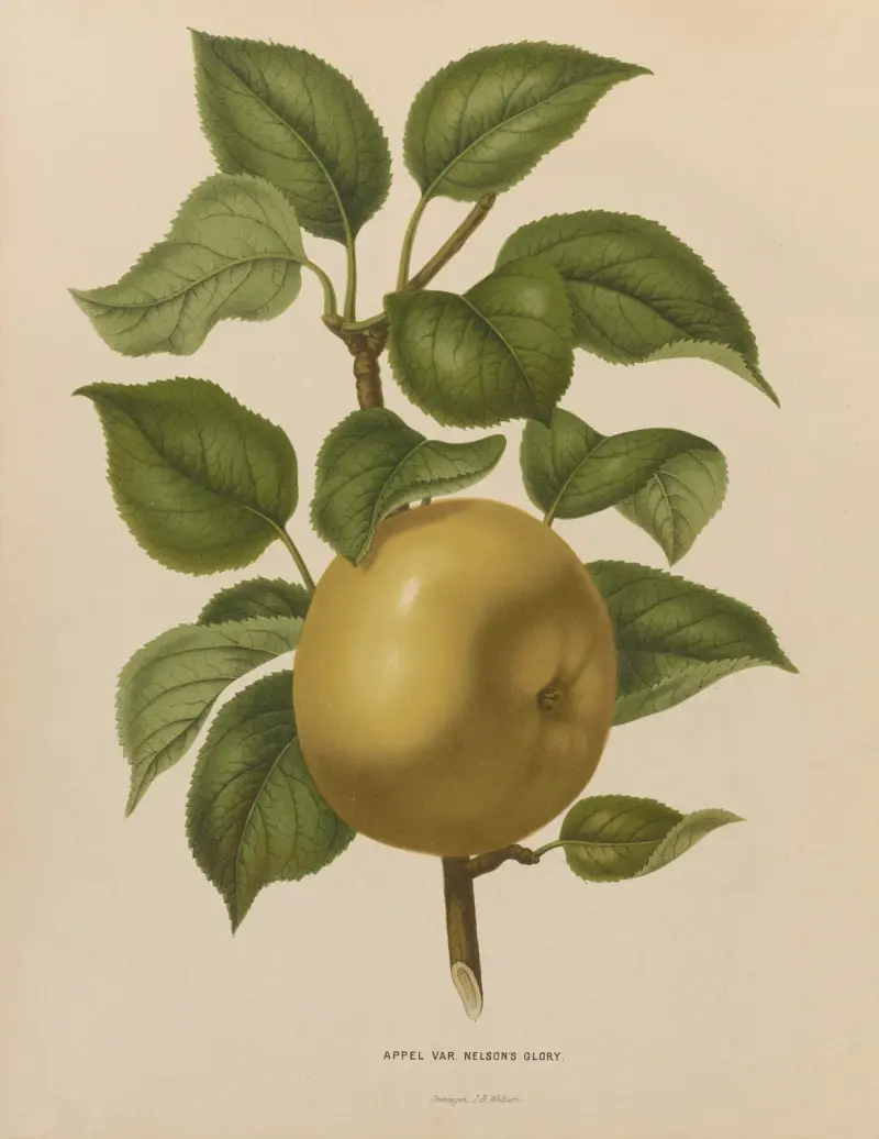 Appel Var. Nelson’s Glory av Abraham Jacobus Wendel