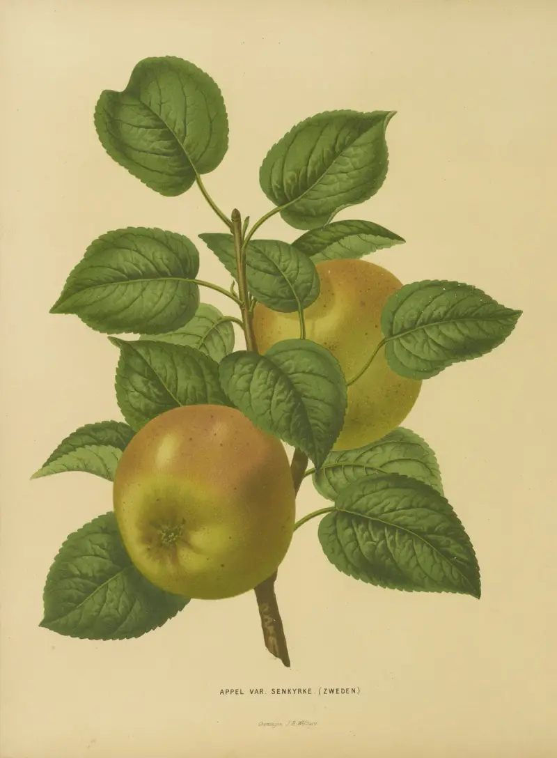 Äpple Var. Senkyrke av Abraham Jacobus Wendel