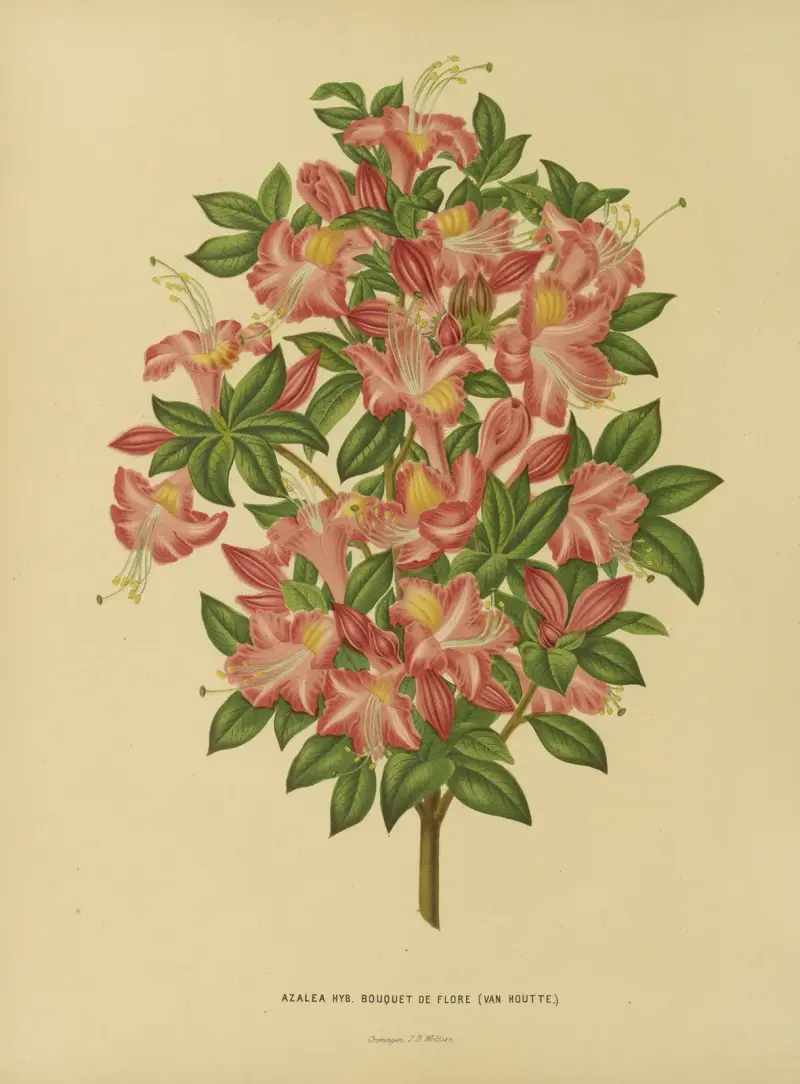 Azalea Hyb. Bouquet De Flore av Abraham Jacobus Wendel