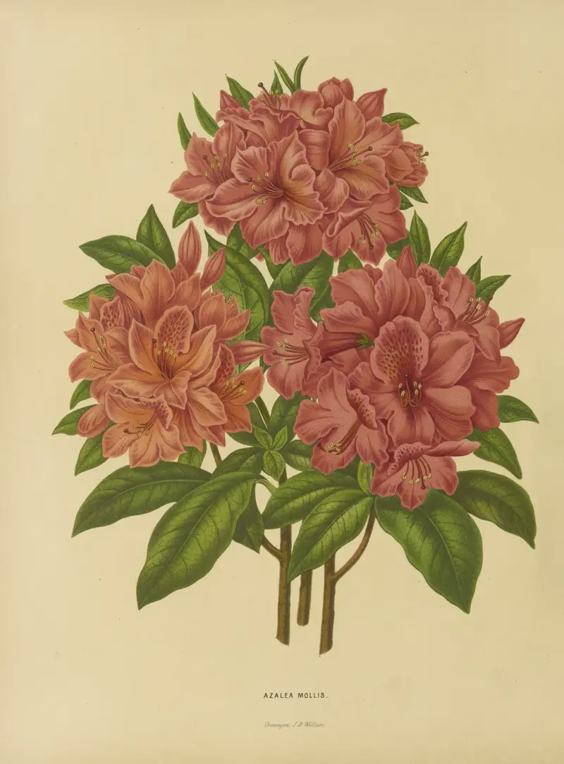 Azalea Mollis av Abraham Jacobus Wendel