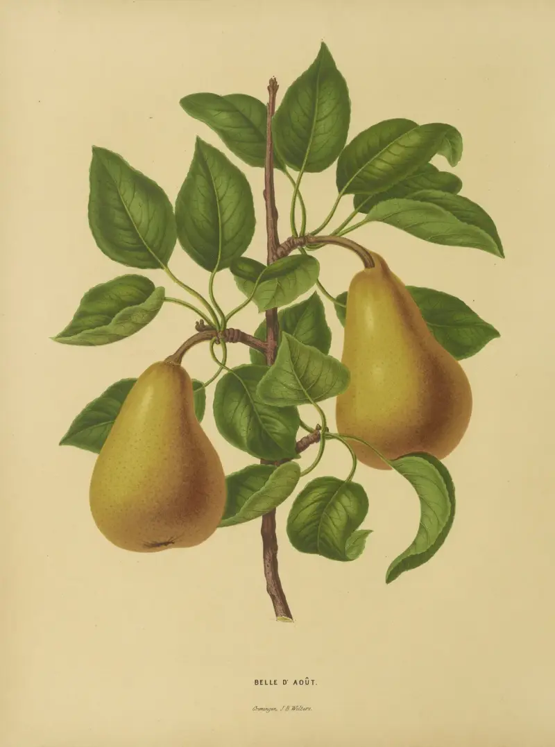 Belle D’aout av Abraham Jacobus Wendel